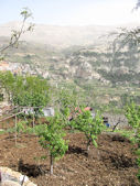 Wadi Kadisha